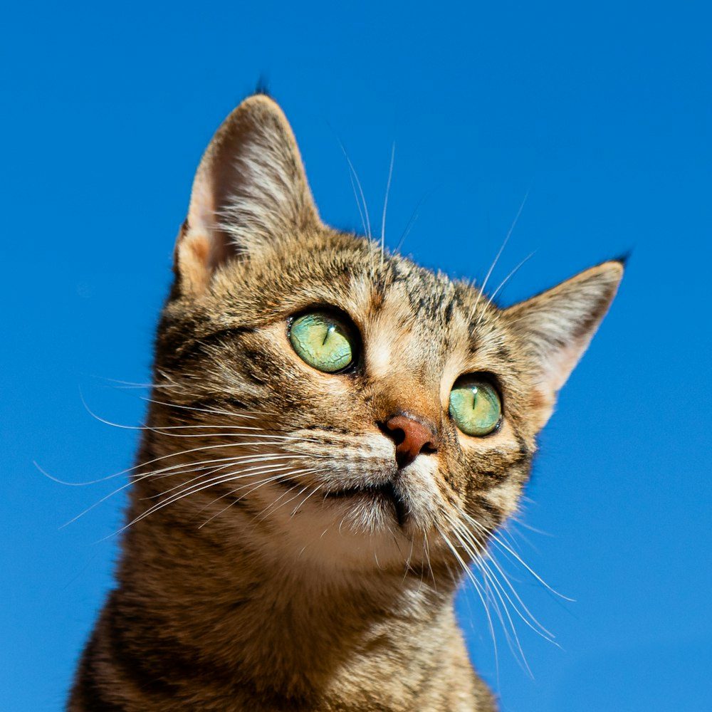 Online booking for vet clinics: what the data says (and how to do it right)